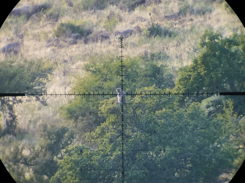 CRAZY YEAR of Primate Hunting: All 110 SHOTS from&nbsp;2025!