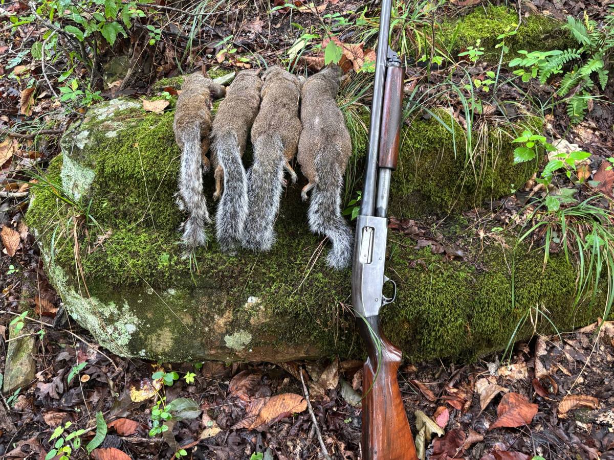 Squirrel Season 2026