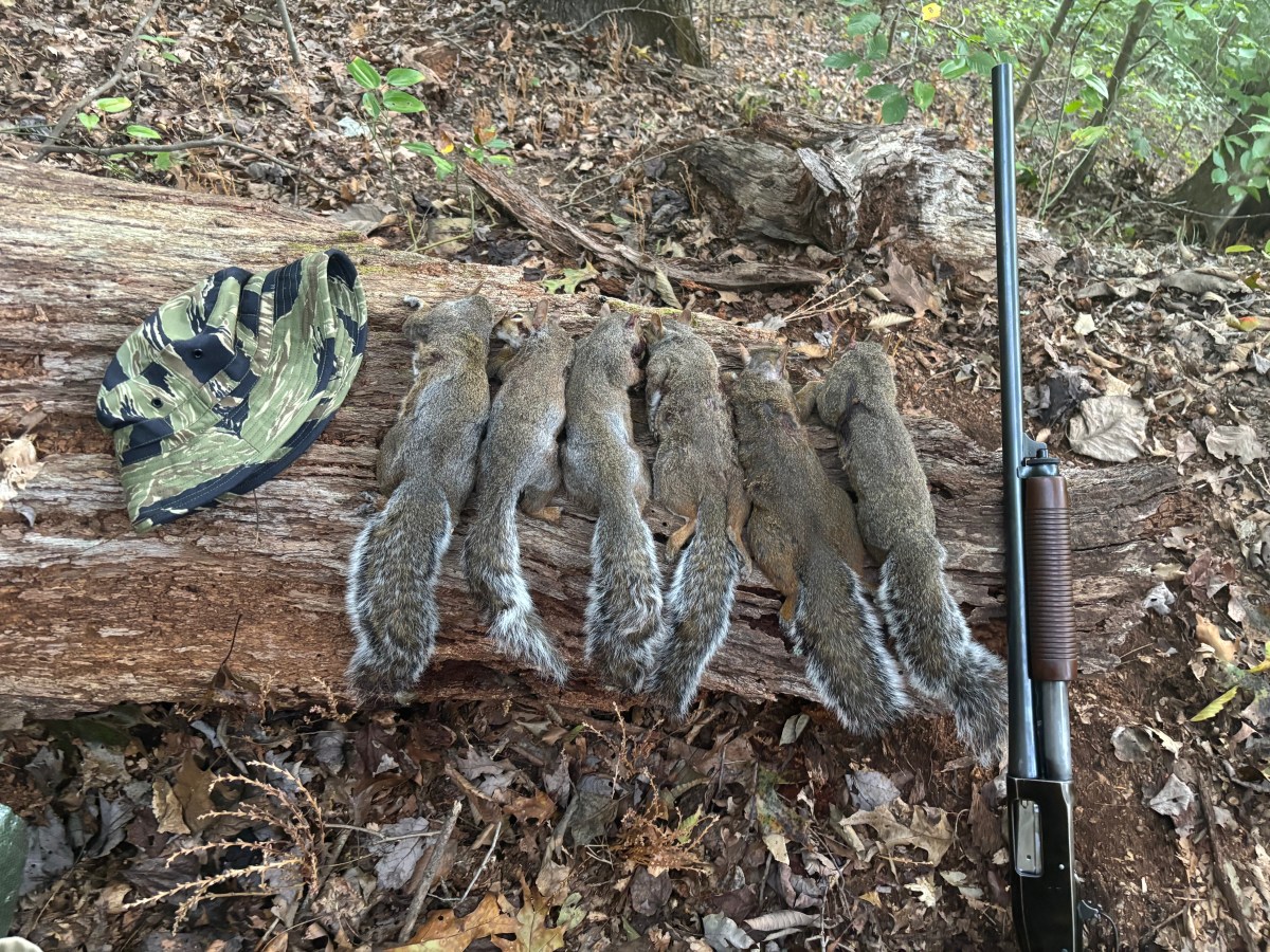 2026 Squirrel Season